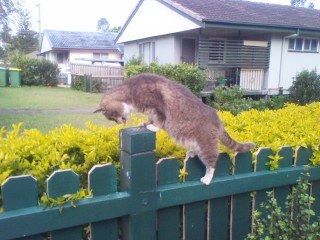 &quot;Cat on the prowl&quot; By Ben Goode 2014 (c)