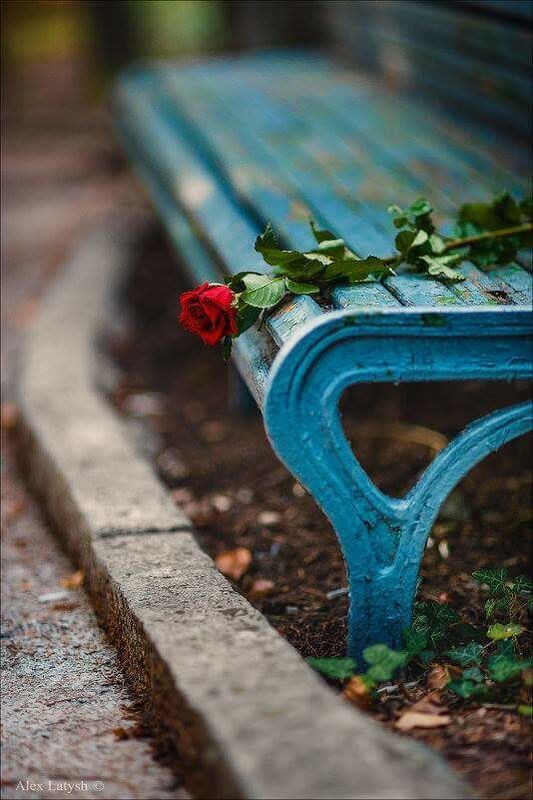 Park Bench