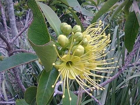 Alien Flowers 
