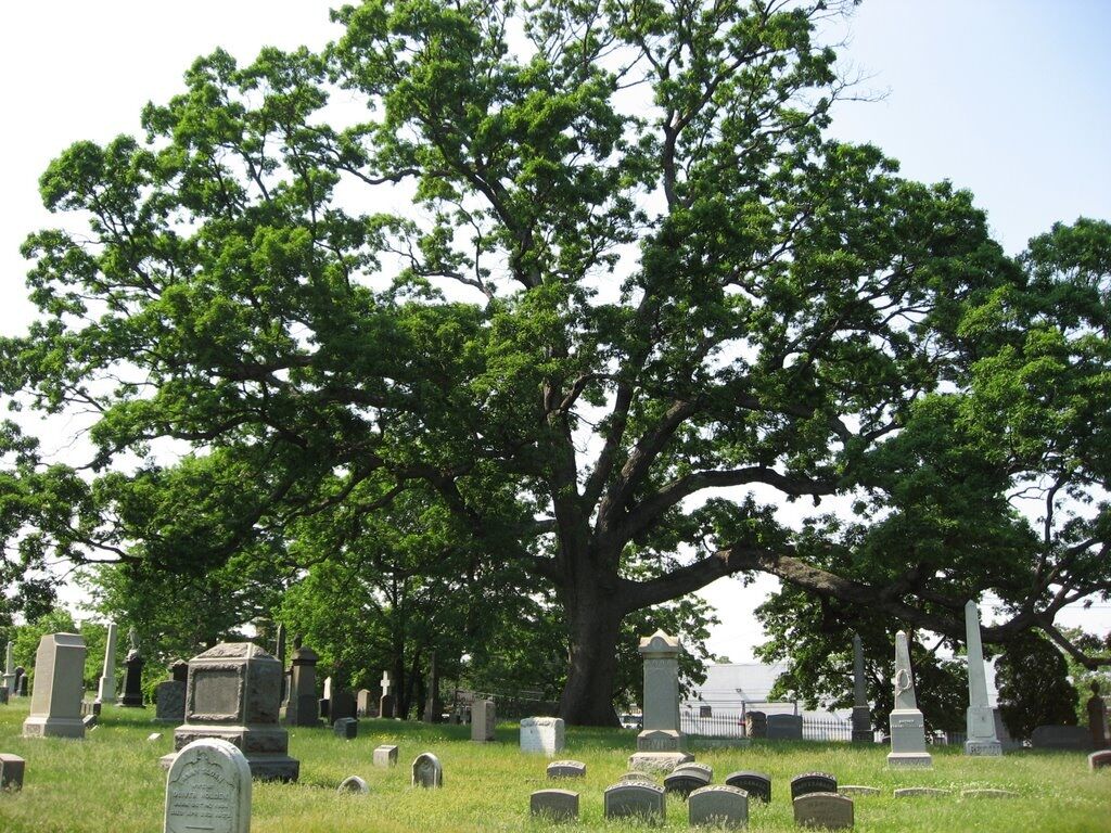 THE OAKTREE IN THE CEMETERY) INSPIRED by WAYNE ROSE POEM TIGHT SPACE AND CHERIE POEM GHOST