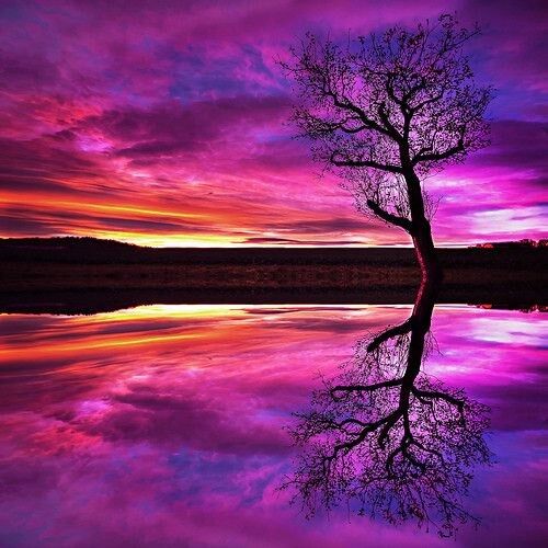 violet skies
