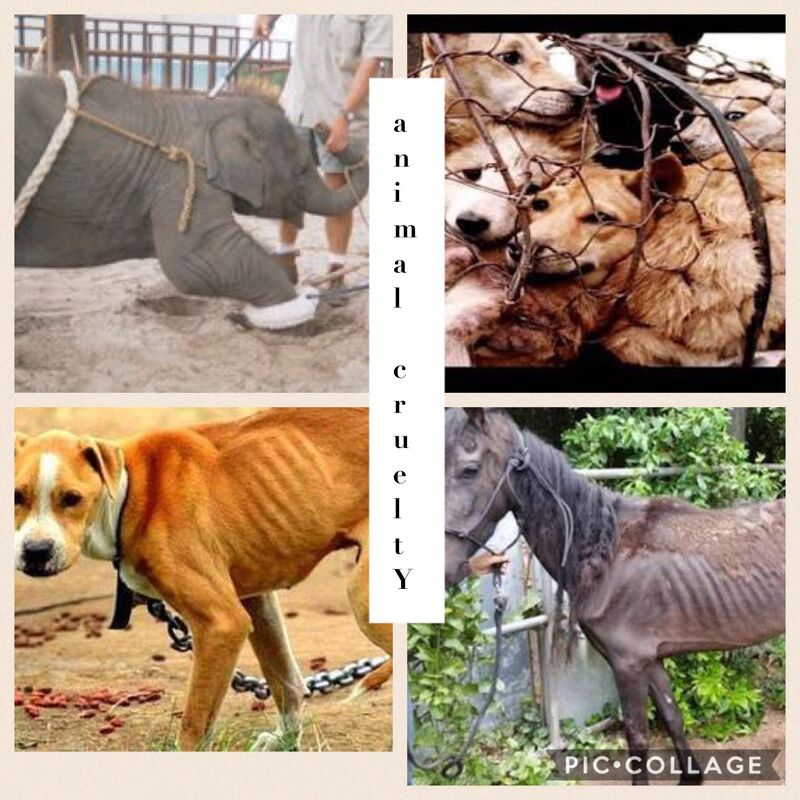 aniMal crUelty ~ helping the animals