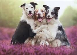 Woman’s Best Friend , Inspired by Manon P’s Poem “Dogs A Must. An Integral Part of Life”