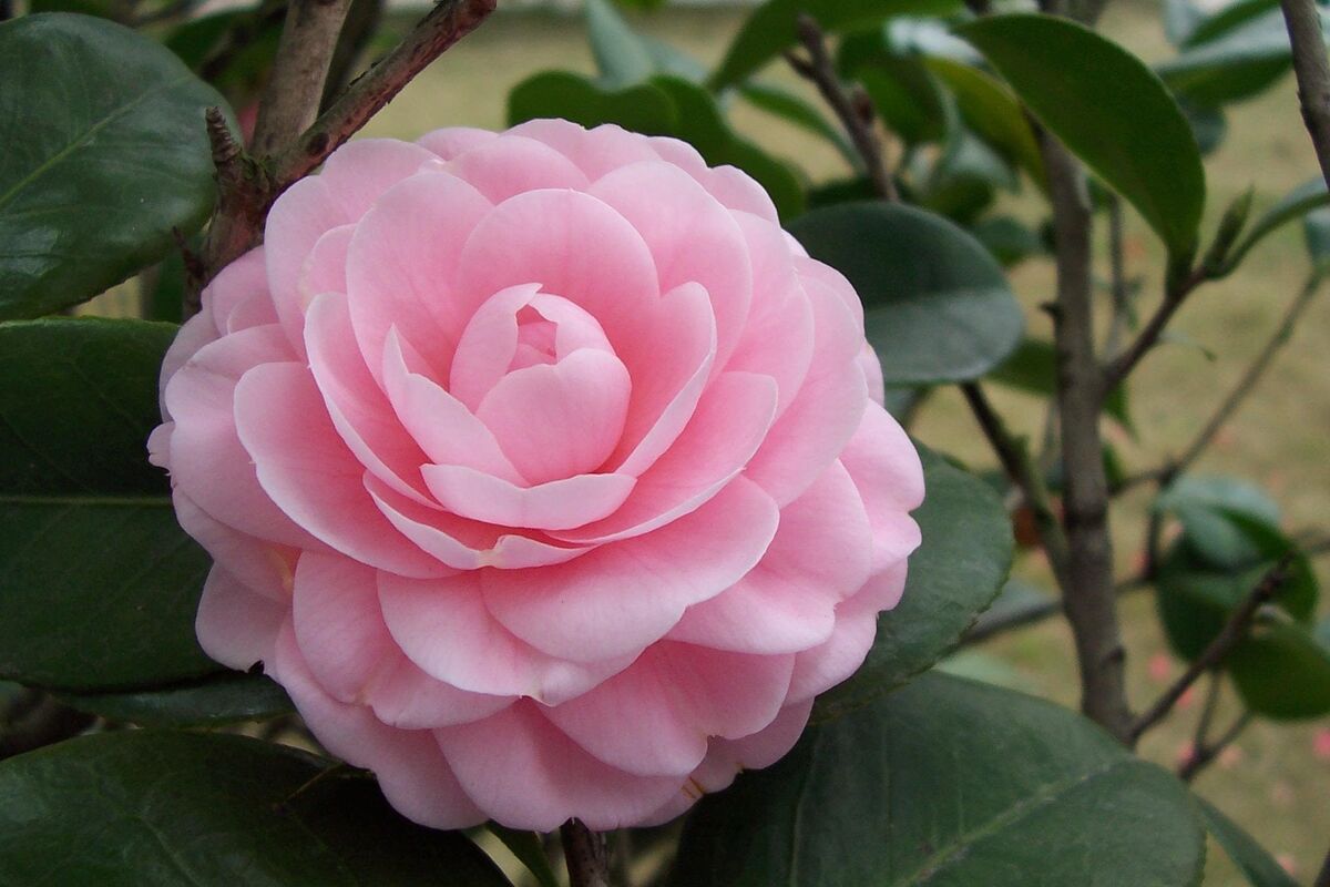 Middlemist camellia