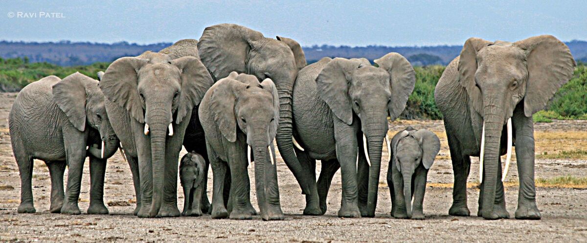 Where Elephants Walk