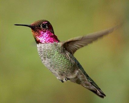 Hummingbird