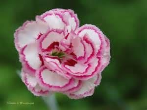 Roses in my bouquet