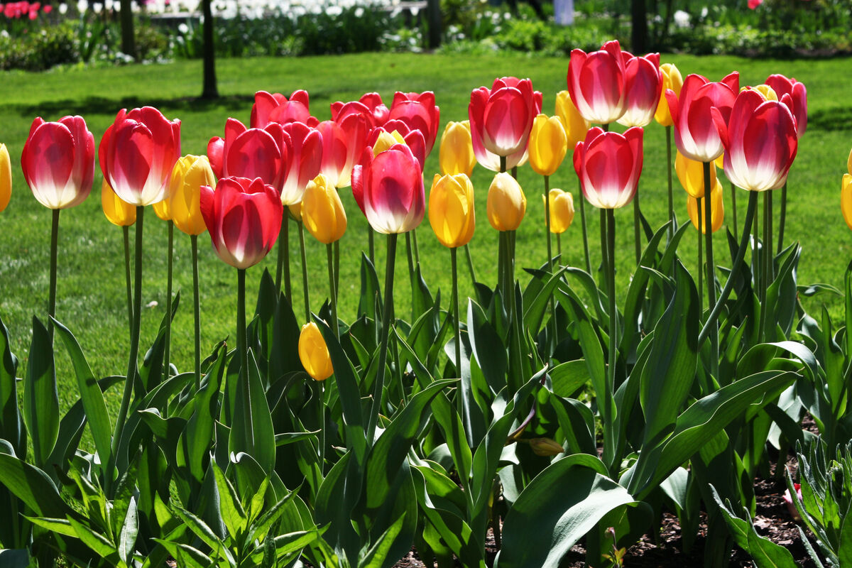 THE FLOWERS IN THE VILLAGES