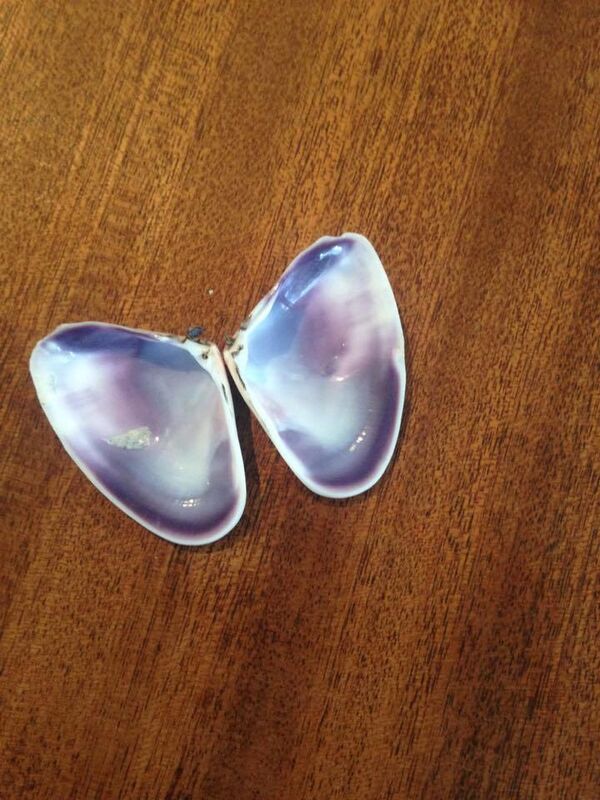 Sea Shell