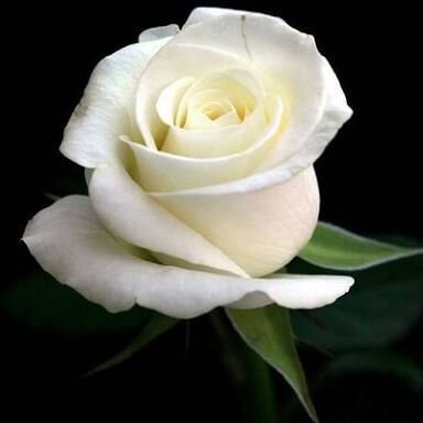 White roses