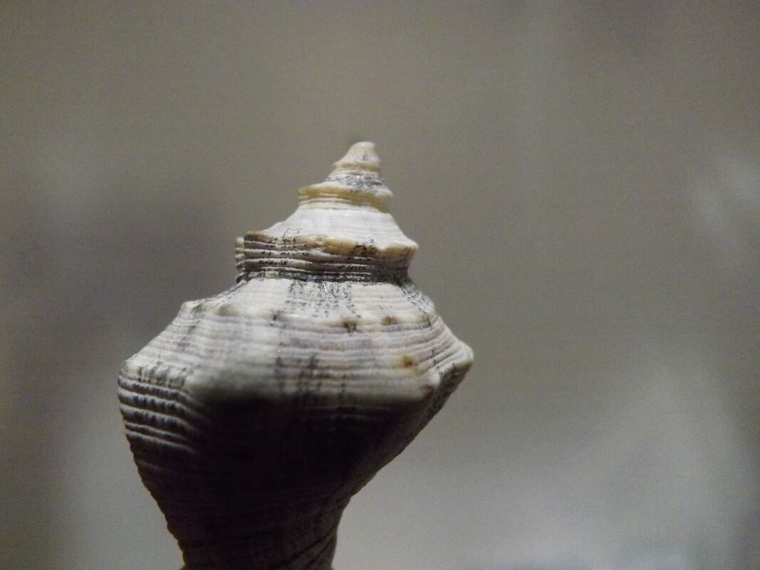 Shell