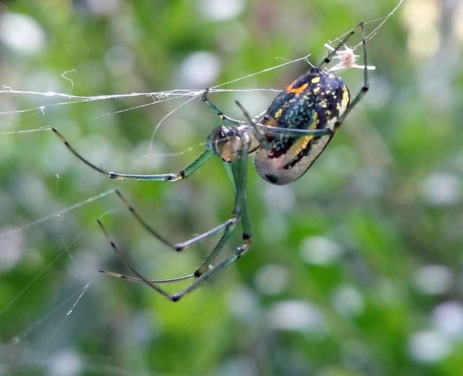 The spider and young fly