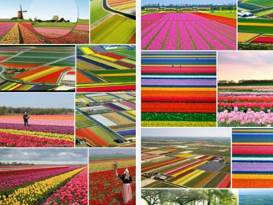 The National Flower of the Netherlands 