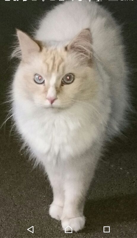 MagnifiCAT