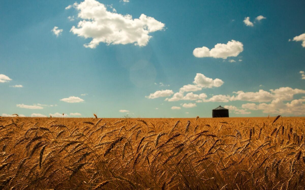 THE CLOUDS IN THE SKY FROM THE GRASS IN THE FIELD INSPIRED BY SPARRWSONG POEMS ABOUT WAR AND MONEY  