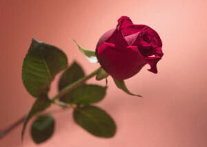 D. (Rose with no thorn)