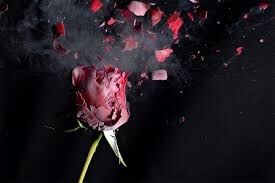 i the rose
