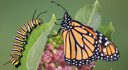 A Becoming Butterfly