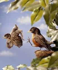 BYE BYE BIRDIE