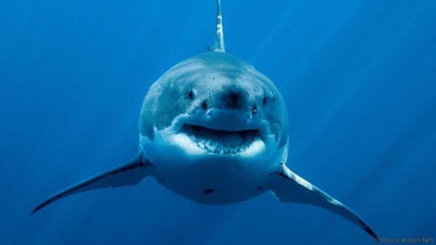 Great White