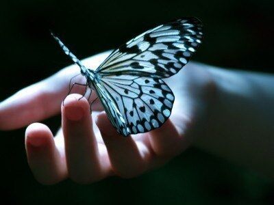 SLEEP BECAME A BUTTERFLY