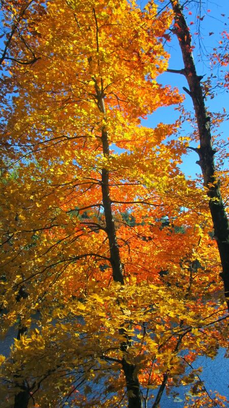 Fallen leaves