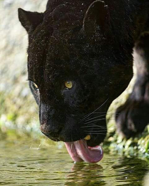 Rhythms of argony..too