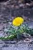 The Assonance of Dandelions