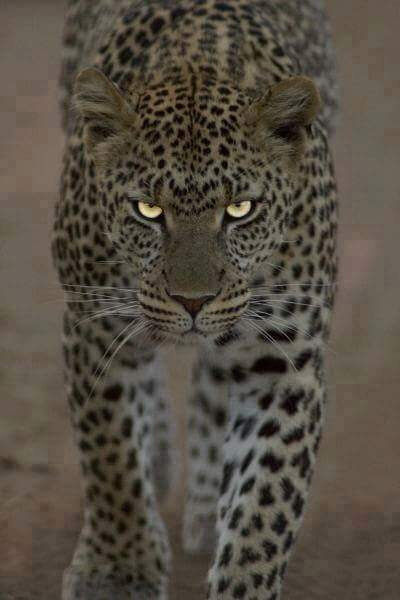 Mother she is and more