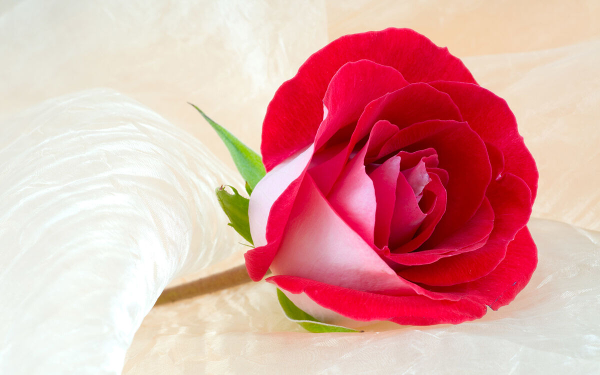 LETTER TO A POET