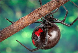 Black Widow