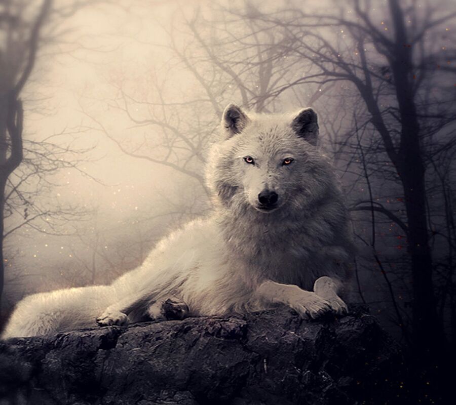 Big Bad Wolf