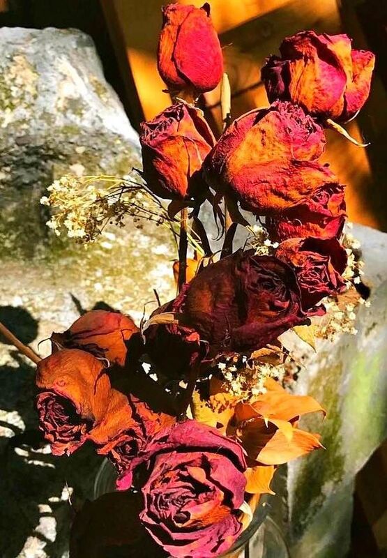 Dead Roses