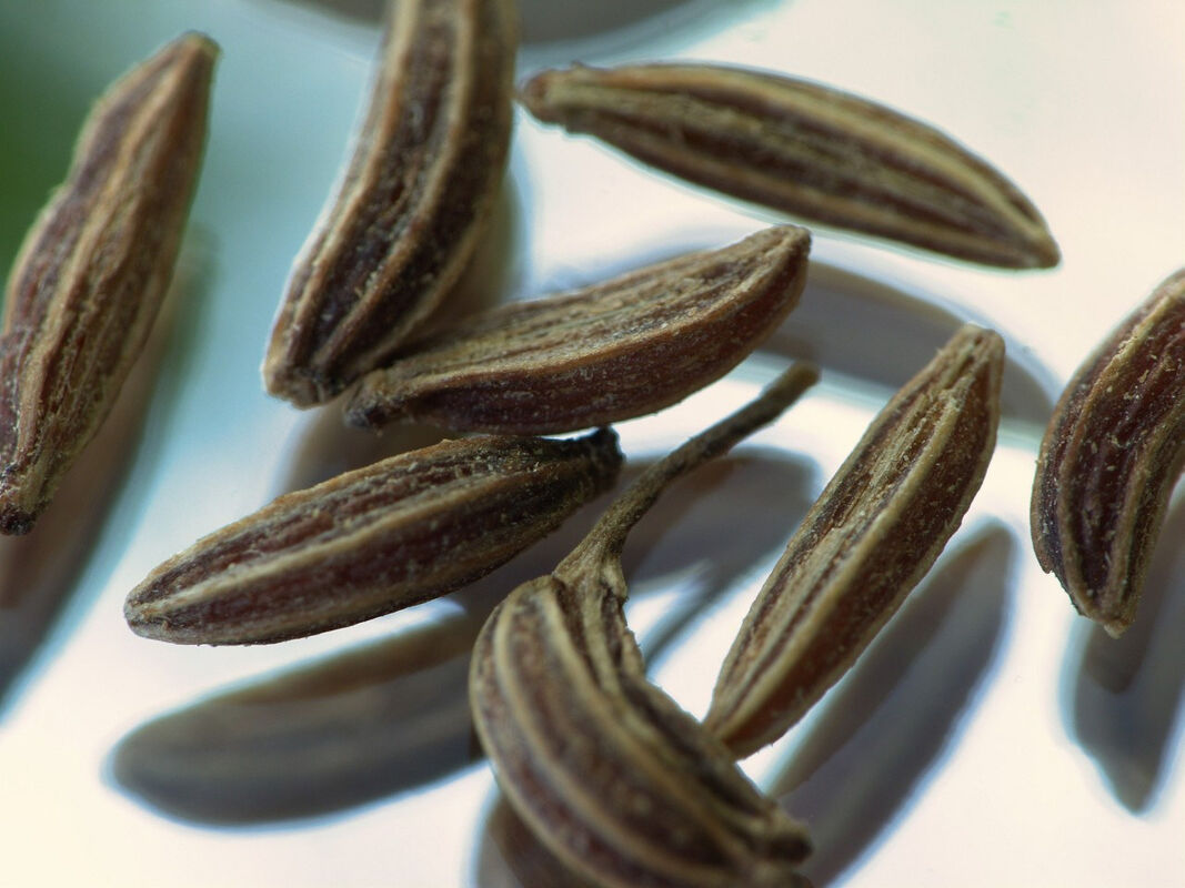 The Last Seeds