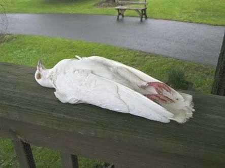 Dead dove 