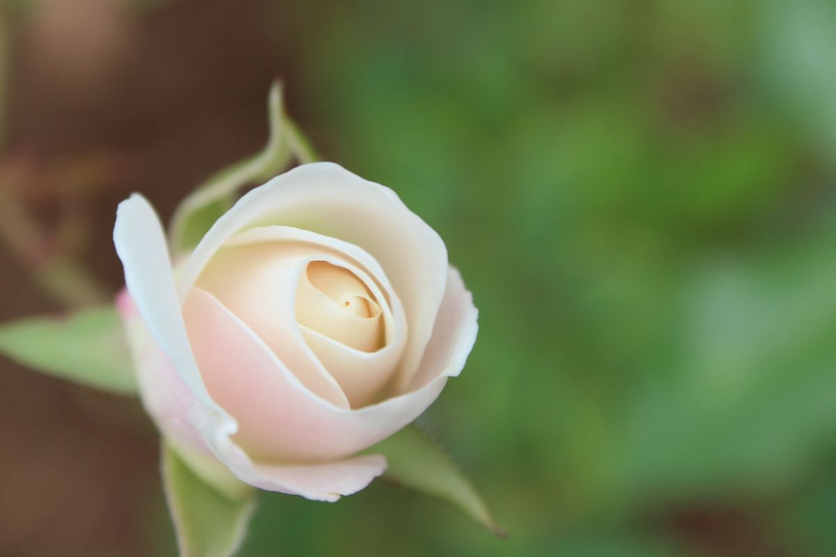 Soft Pink Rose