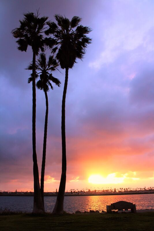 Palm Trees at Sunset