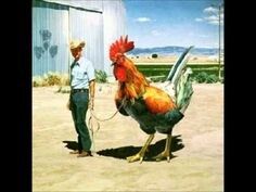 Has anybody seen my cock----written by the the magnificebt quill of Ivor Biggun