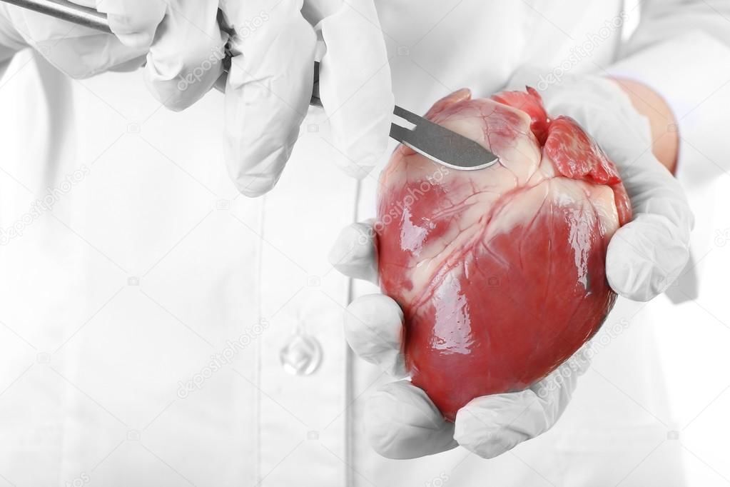 ANATOMY