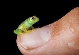 The Frogman Cometh