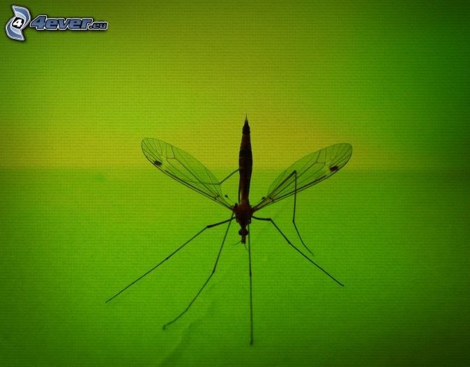 The Mosquito in the Meadow