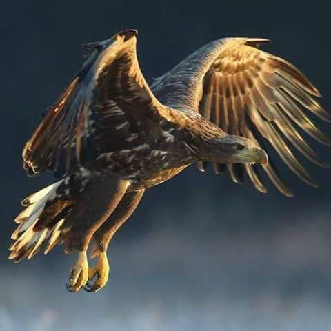 The strings of thoughts