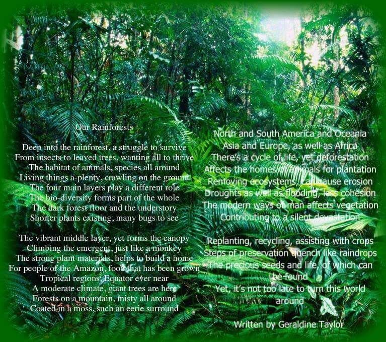 Our Rainforests