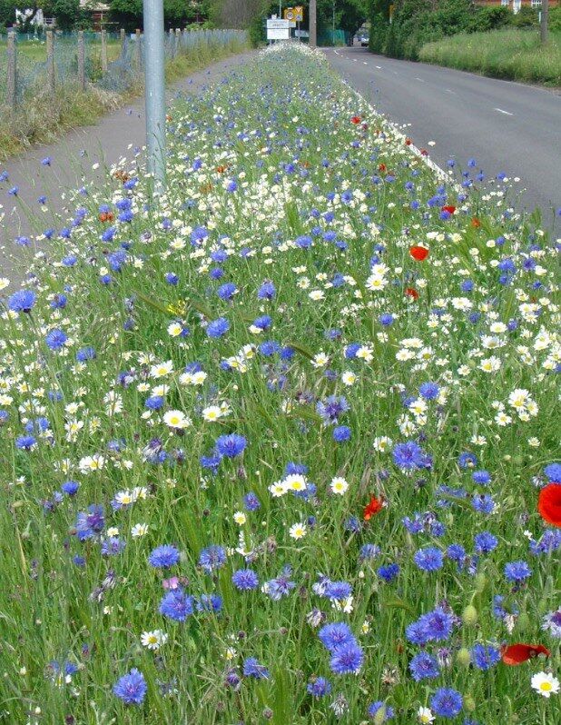 Proud Colours in the Grass