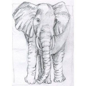 Elephants
