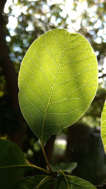 The Forests&#039; Eyes