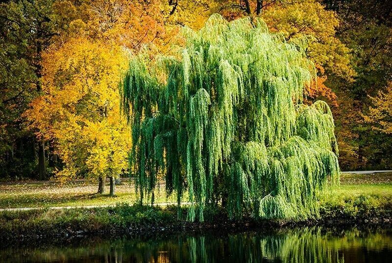 Under The Willow