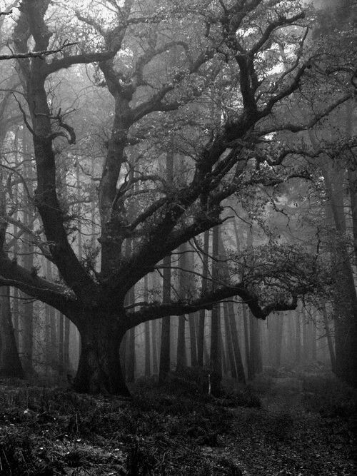 The Hanging Tree