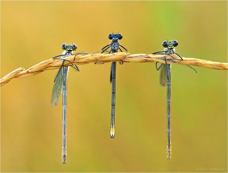 "Three Dragonflies"