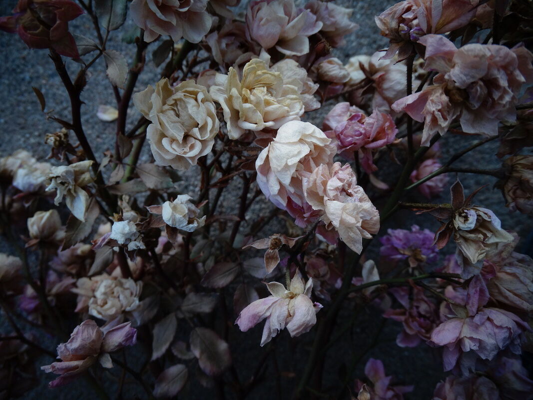 From beneath the Flower Bed